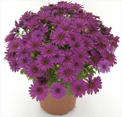 foto van een variëteit aan bloemen, te gebruiken als: Pot - en perkplant Osteospermum Side Show Purple