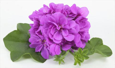 foto van een variëteit aan bloemen, te gebruiken als: Potplant, patioplant, korfplant Pelargonium peltatum pac® Amelit