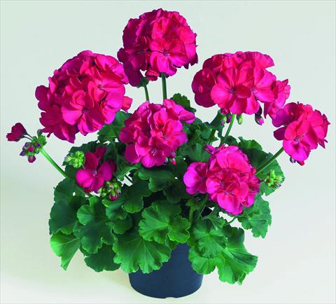 foto van een variëteit aan bloemen, te gebruiken als: Potplant, perkplant, patioplant Pelargonium zonale RED FOX Green Series Lyrik
