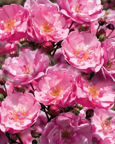 foto van een variëteit aan bloemen, te gebruiken als: Perkplant / Borders Rosa paesaggistica Louis Bleriot