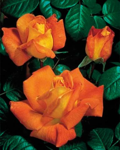 foto van een variëteit aan bloemen, te gebruiken als: Perkplant / Borders Rosa rampicante GP Louis de Funes