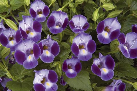 foto van een variëteit aan bloemen, te gebruiken als: Potplant, perkplant, patioplant Torenia Moon Purple