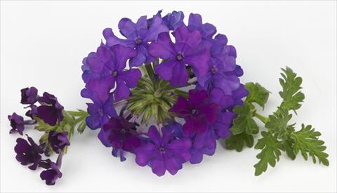 foto van een variëteit aan bloemen, te gebruiken als: Potplant, patioplant, korfplant Verbena Benissima® Blue