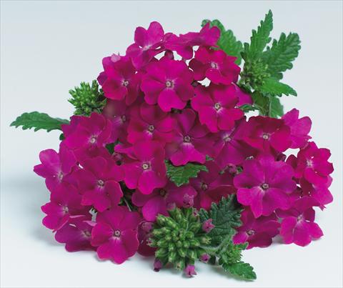 foto van een variëteit aan bloemen, te gebruiken als: Potplant, patioplant, korfplant Verbena hybrida RED FOX Empress Purple