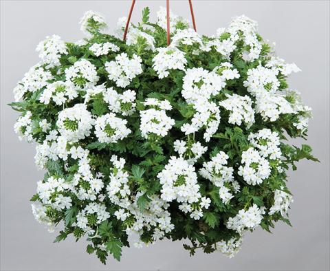 foto van een variëteit aan bloemen, te gebruiken als: Potplant, patioplant, korfplant Verbena Veralena™ Wedding White bianco