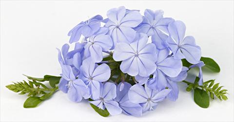 foto van een variëteit aan bloemen, te gebruiken als: Perkplant / Borders Plumbago auriculata Blue