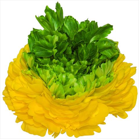 foto van een variëteit aan bloemen, te gebruiken als: Snijbloemen Ranunculus asiaticus Success® Lemon