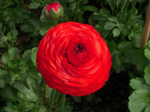 foto van een variëteit aan bloemen, te gebruiken als: Snijbloemen Ranunculus asiaticus Success® Tango