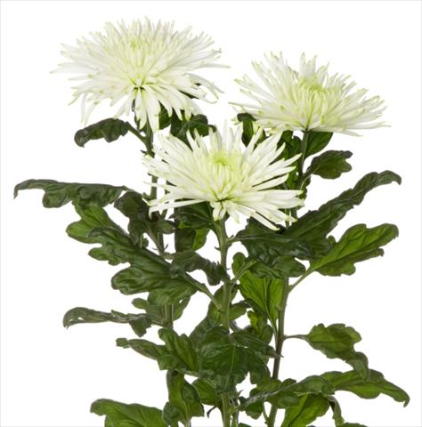 foto van een variëteit aan bloemen, te gebruiken als: Snijbloemen Chrysanthemum Anastasia Star Mint