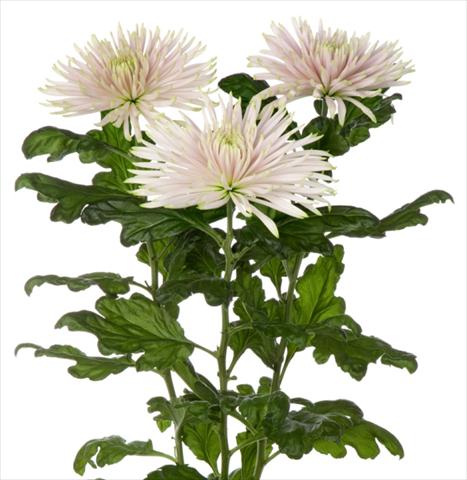 foto van een variëteit aan bloemen, te gebruiken als: Snijbloemen Chrysanthemum Anastasia Star Pink