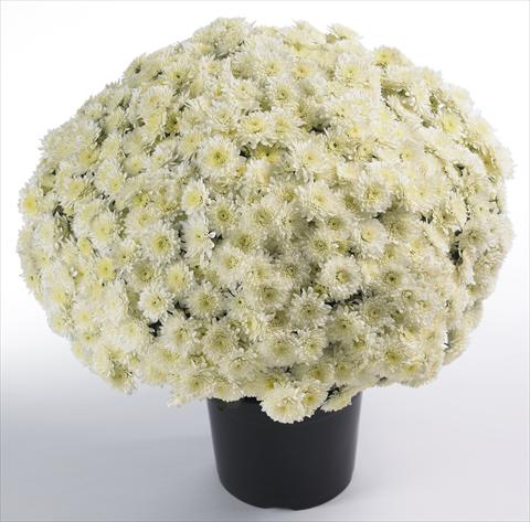 foto van een variëteit aan bloemen, te gebruiken als: Pot - en perkplant Chrysanthemum Avalon Cream White