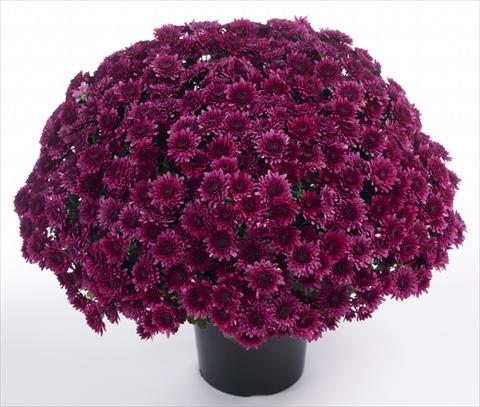foto van een variëteit aan bloemen, te gebruiken als: Pot - en perkplant Chrysanthemum Avalon Purple