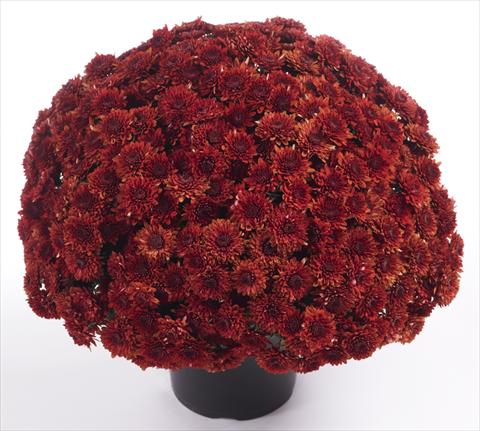foto van een variëteit aan bloemen, te gebruiken als: Pot - en perkplant Chrysanthemum Avalon Red