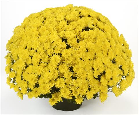 foto van een variëteit aan bloemen, te gebruiken als: Pot - en perkplant Chrysanthemum Avalon Yellow