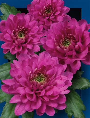 foto van een variëteit aan bloemen, te gebruiken als: Snijbloemen Chrysanthemum Exopolis