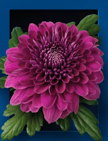 foto van een variëteit aan bloemen, te gebruiken als: Snijbloemen Chrysanthemum Luba