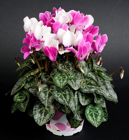 foto van een variëteit aan bloemen, te gebruiken als: Korf / Pot Cyclamen persicum Mino Twin Bordeaux Bicolor
