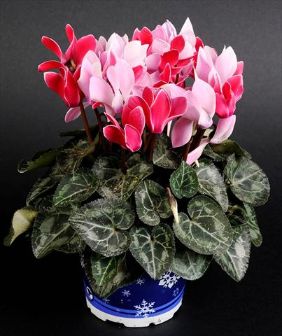 foto van een variëteit aan bloemen, te gebruiken als: Korf / Pot Cyclamen persicum Mino Twin Scarlet Bicolor