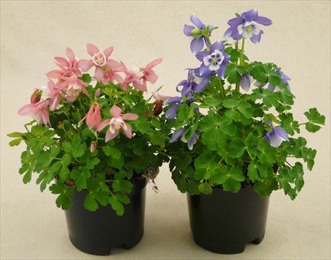 foto van een variëteit aan bloemen, te gebruiken als: Pot - en perkplant Aquilegia caerulea Spring Magic Mix