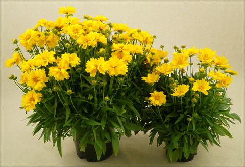 foto van een variëteit aan bloemen, te gebruiken als: Pot - en perkplant Coreopsis grandiflora Illico