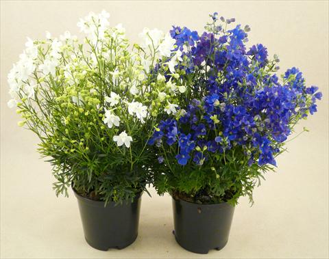 foto van een variëteit aan bloemen, te gebruiken als: Pot - en perkplant Delphinium grandiflorum Delfix Mix