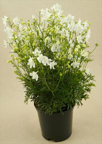 foto van een variëteit aan bloemen, te gebruiken als: Pot - en perkplant Delphinium grandiflorum Delfix White