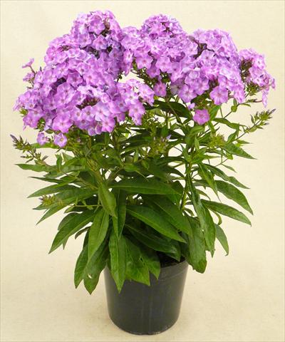 foto van een variëteit aan bloemen, te gebruiken als: Pot - en perkplant Phlox Junior Dance
