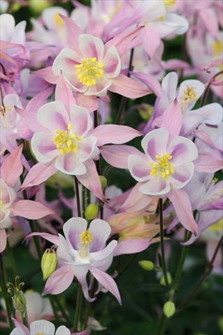 foto van een variëteit aan bloemen, te gebruiken als: Pot - en perkplant Aquilegia caerulea Winky Pink