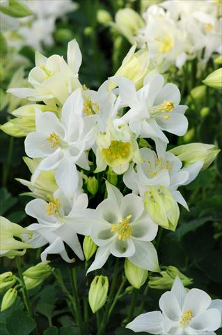 foto van een variëteit aan bloemen, te gebruiken als: Pot - en perkplant Aquilegia caerulea Winky White