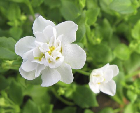 foto van een variëteit aan bloemen, te gebruiken als: Potplant, patioplant, korfplant Bacopa (Sutera cordata) Secrets XL Double White