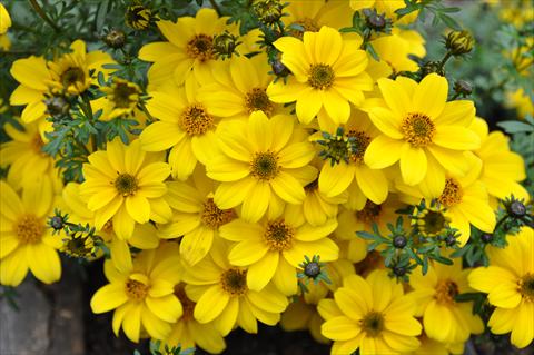 foto van een variëteit aan bloemen, te gebruiken als: Potplant, perkplant, patioplant, korfplant Bidens ferulifolia Bee Yellow Crown