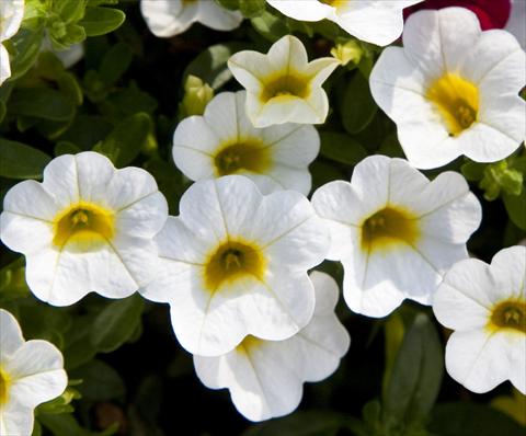 foto van een variëteit aan bloemen, te gebruiken als: Potplant, perkplant, patioplant, korfplant Calibrachoa Celebration Capri White