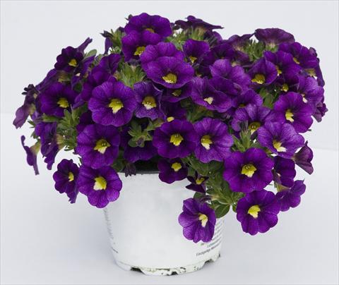 foto van een variëteit aan bloemen, te gebruiken als: Potplant, perkplant, patioplant, korfplant Calibrachoa Celebration Velvet Blue