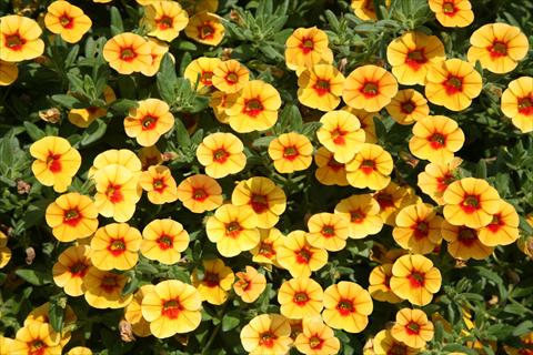 foto van een variëteit aan bloemen, te gebruiken als: Potplant, perkplant, patioplant, korfplant Calibrachoa Dream Kisses Tiger Eye