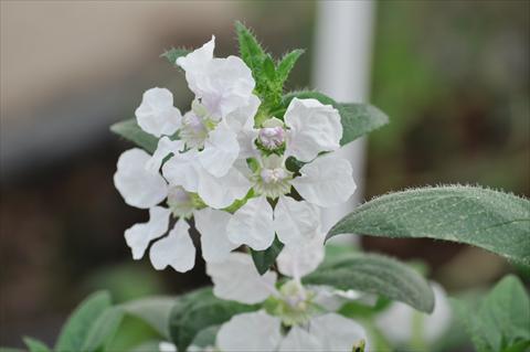 foto van een variëteit aan bloemen, te gebruiken als: Pot Cuphea ilavea Trend Blush White