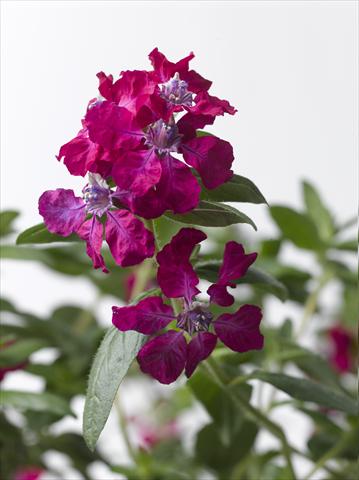 foto van een variëteit aan bloemen, te gebruiken als: Pot Cuphea ilavea Trend Bordeaux