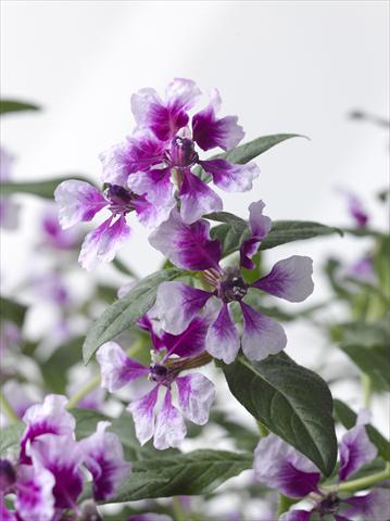 foto van een variëteit aan bloemen, te gebruiken als: Pot Cuphea ilavea Trend Lavender