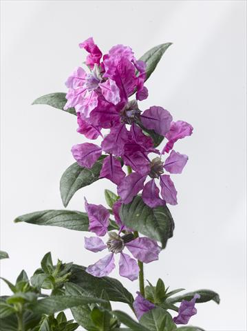 foto van een variëteit aan bloemen, te gebruiken als: Pot Cuphea ilavea Trend Purple