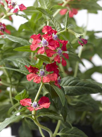 foto van een variëteit aan bloemen, te gebruiken als: Pot Cuphea ilavea Trend Red