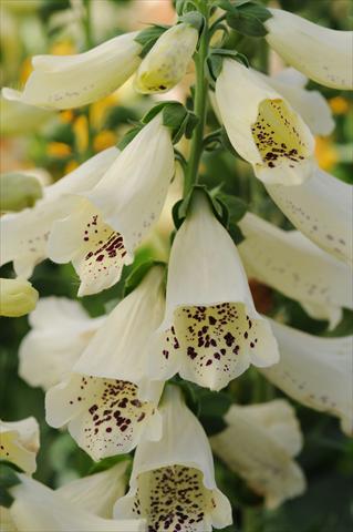 foto van een variëteit aan bloemen, te gebruiken als: Perkplant / Borders Digitalis purpurea Dalmatian Cream