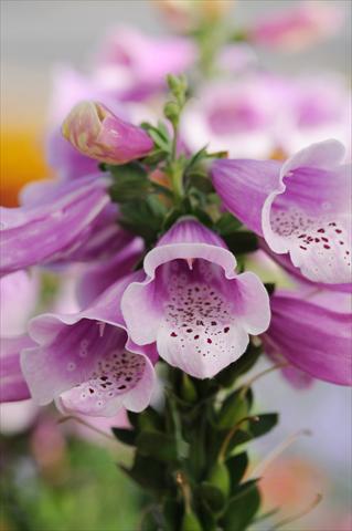 foto van een variëteit aan bloemen, te gebruiken als: Perkplant / Borders Digitalis purpurea Dalmatian Rose