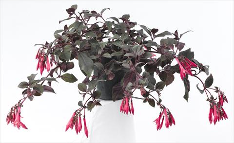 foto van een variëteit aan bloemen, te gebruiken als: Pot Fuchsia Eruption