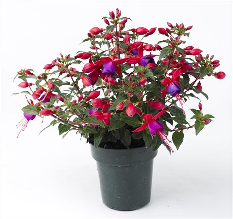 foto van een variëteit aan bloemen, te gebruiken als: Pot Fuchsia Sunbeam Rocky
