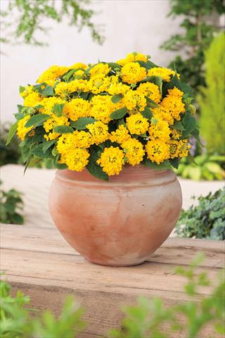 foto van een variëteit aan bloemen, te gebruiken als: Potplant, perkplant, patioplant Lantana camara Evita® Compact Yellow