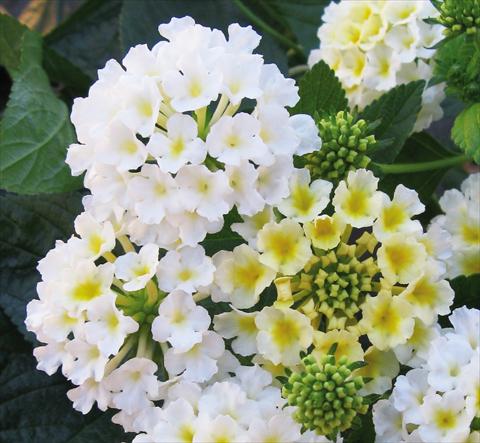 foto van een variëteit aan bloemen, te gebruiken als: Potplant, perkplant, patioplant Lantana camara Evita® White