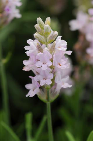 foto van een variëteit aan bloemen, te gebruiken als: Pot - en perkplant Lavandula angustifolia Ellagance Pink