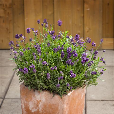 foto van een variëteit aan bloemen, te gebruiken als: Pot - en perkplant Lavandula angustifolia Mini Blue