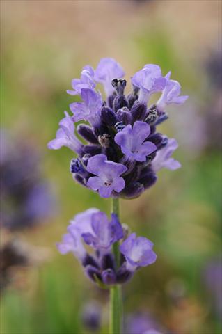 foto van een variëteit aan bloemen, te gebruiken als: Pot - en perkplant Lavandula angustifolia Lavender Mini Blue