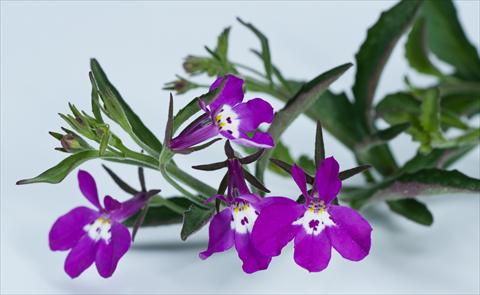 foto van een variëteit aan bloemen, te gebruiken als: Potplant, perkplant, patioplant, korfplant Lobelia California® Purple