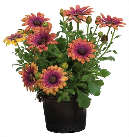 foto van een variëteit aan bloemen, te gebruiken als: Pot - en perkplant Osteospermum Astra® Outback